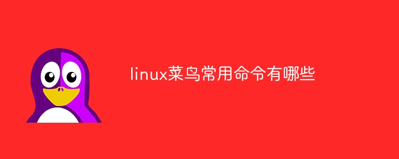 linux菜鸟常用命令有哪些