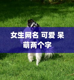 女生网名 可爱 呆萌两个字