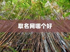取名网哪个好