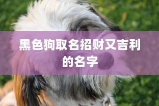黑色狗取名招财又吉利的名字  第1张
