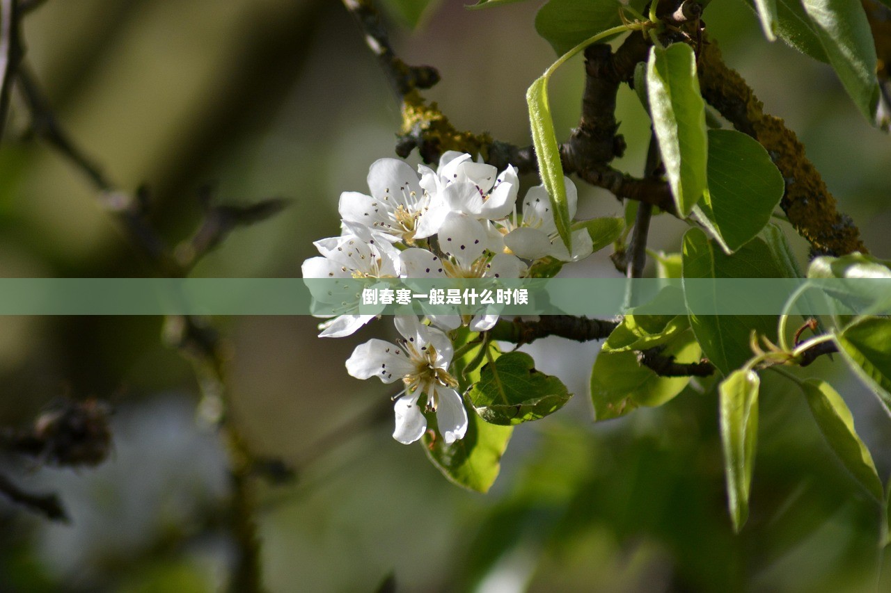 倒春寒一般是什么时候  第1张