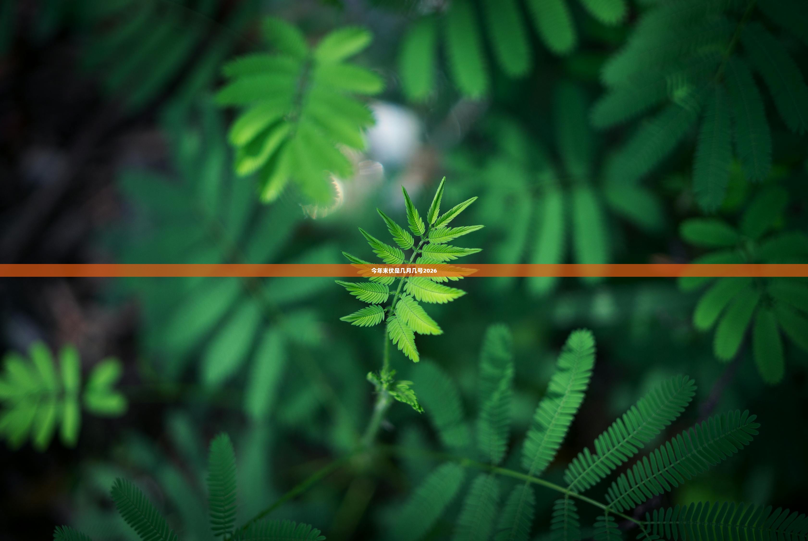 今年末伏是几月几号2026 第1张 今年末伏是几月几号2026 第1张