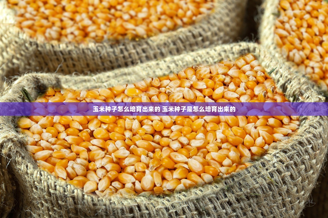 玉米种子怎么培育出来的 玉米种子是怎么培育出来的 第1张 玉米种子怎么培育出来的 玉米种子是怎么培育出来的 第1张