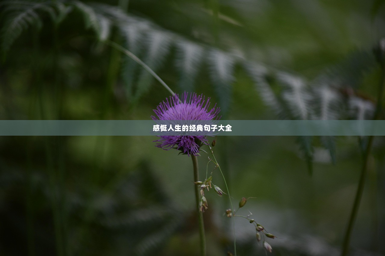 感慨人生的经典句子大全  第1张