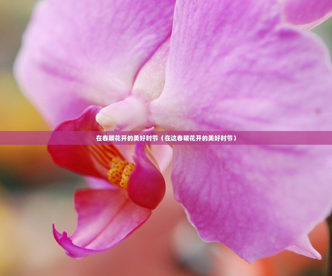 在春暖花开的美好时节（在这春暖花开的美好时节）
