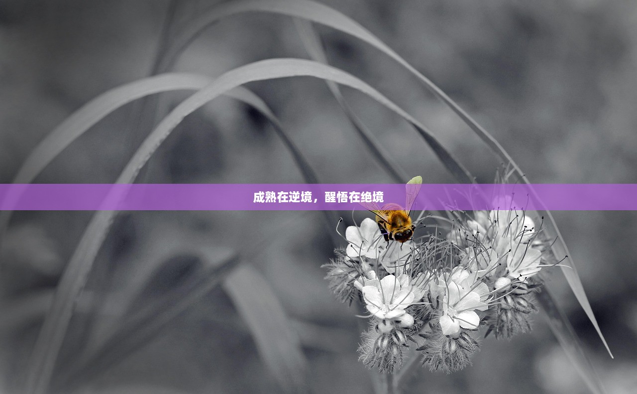 成熟在逆境，醒悟在绝境