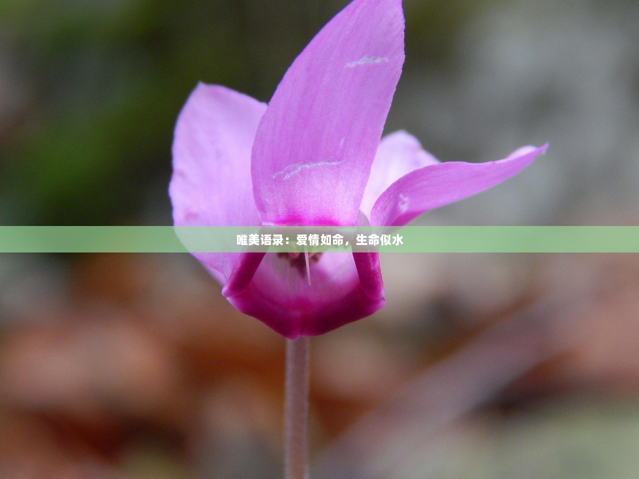 唯美语录：爱情如命，生命似水