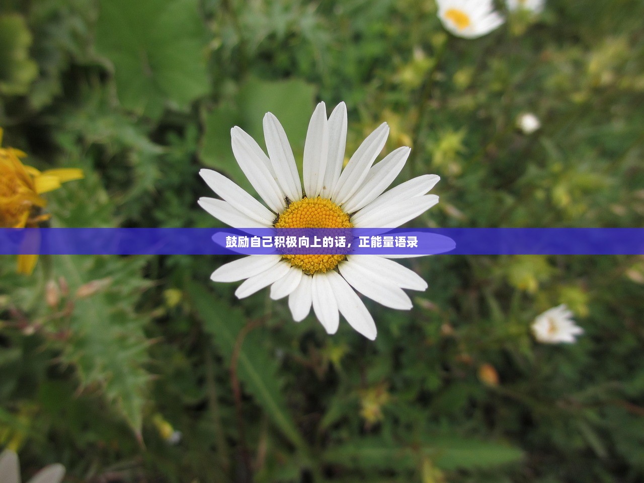 鼓励自己积极向上的话，正能量语录
