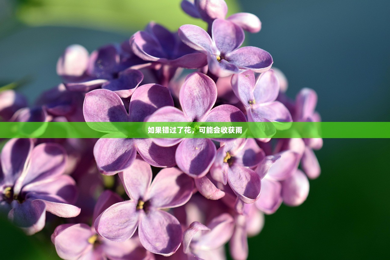 如果错过了花，可能会收获雨