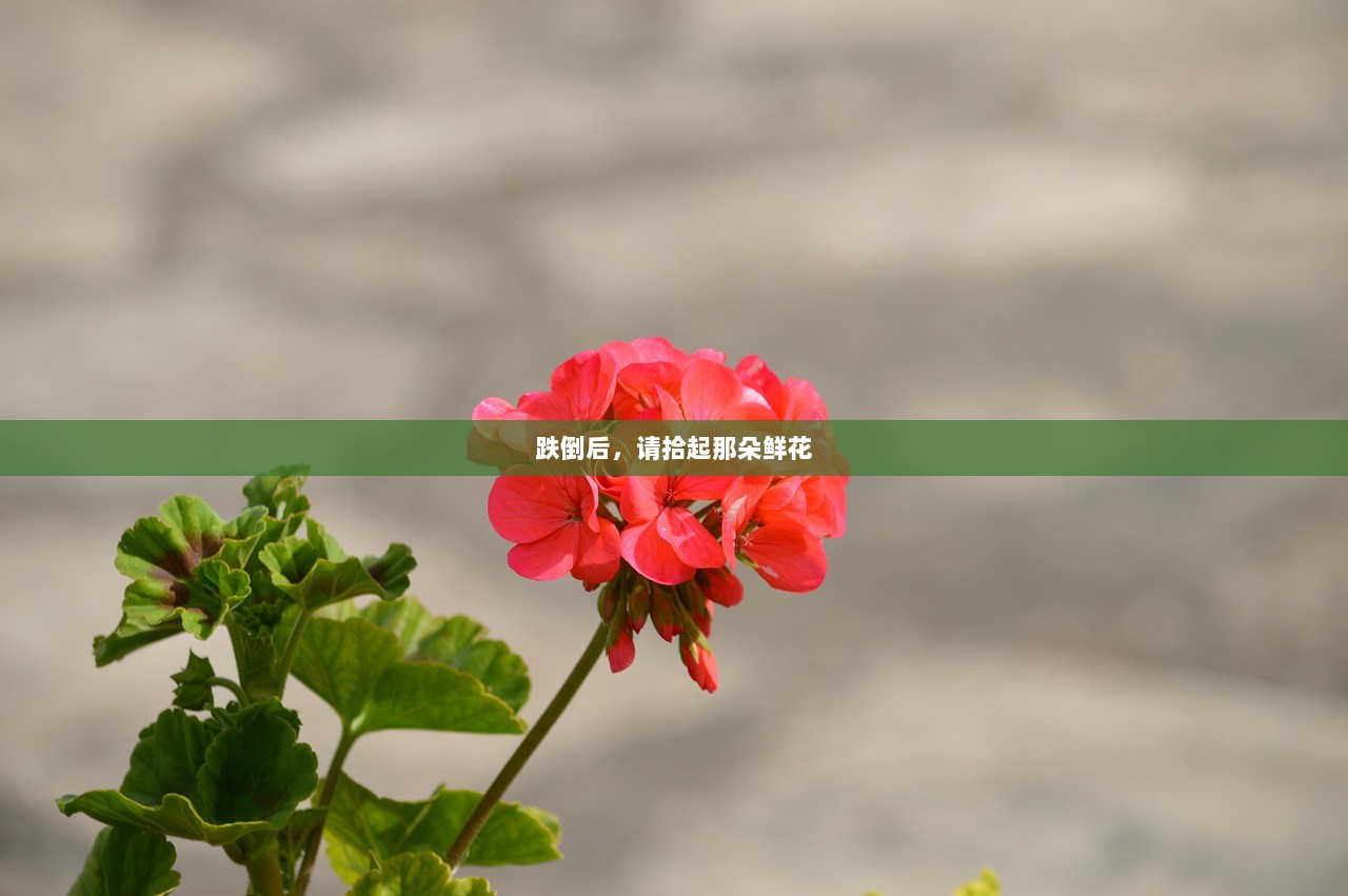 跌倒后，请拾起那朵鲜花