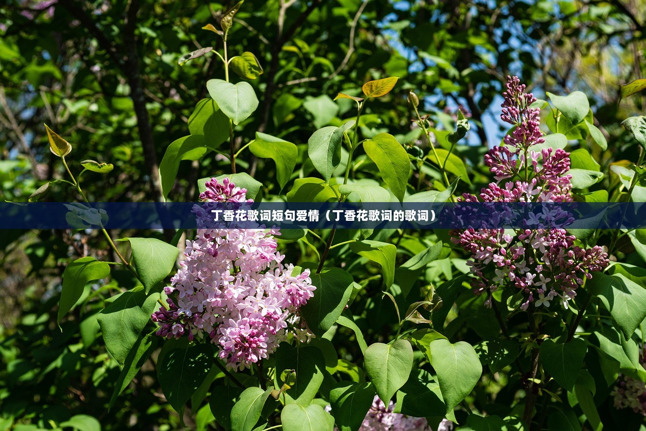 丁香花歌词短句爱情（丁香花歌词的歌词）