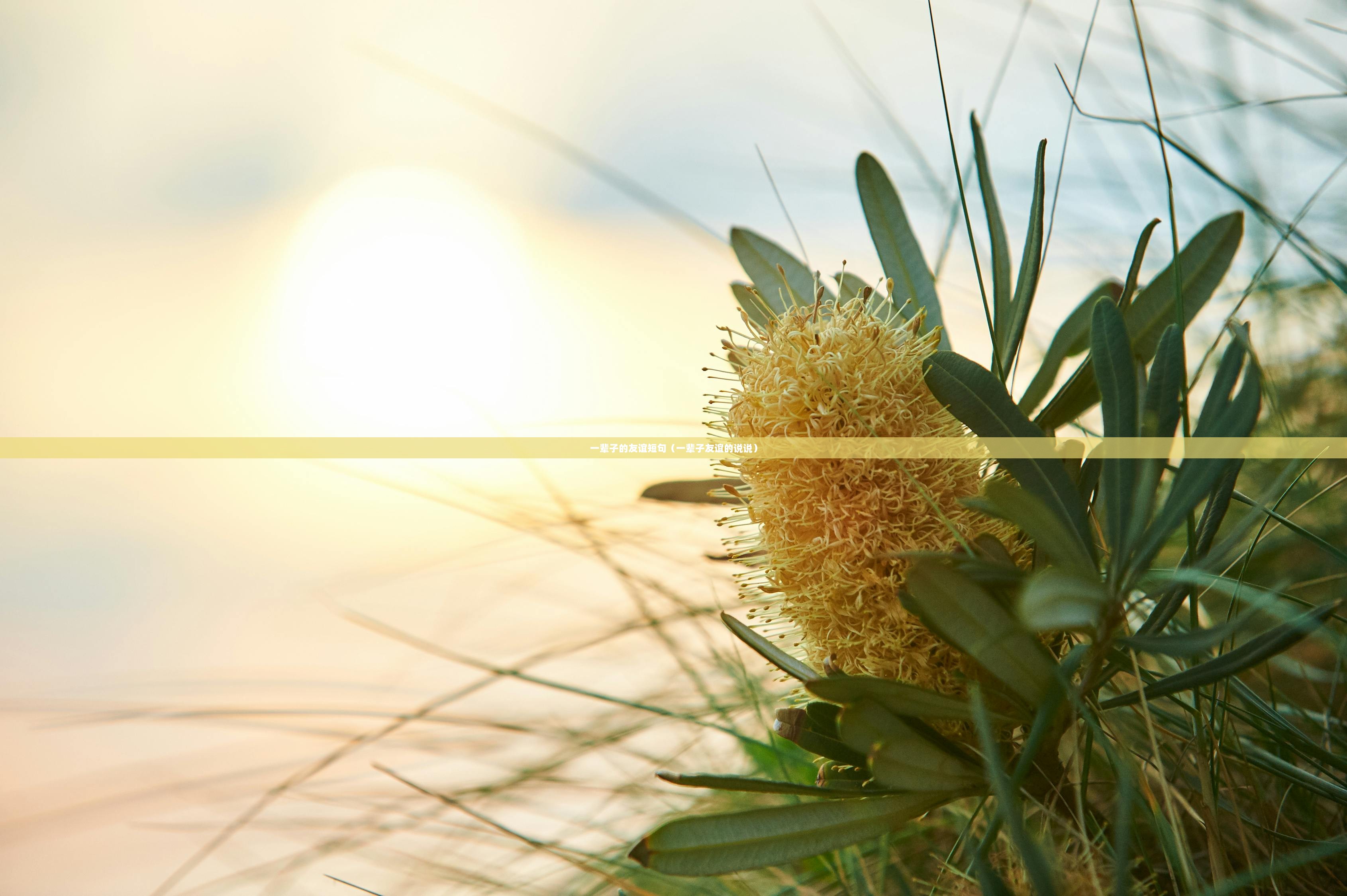 一辈子的友谊短句（一辈子友谊的说说）