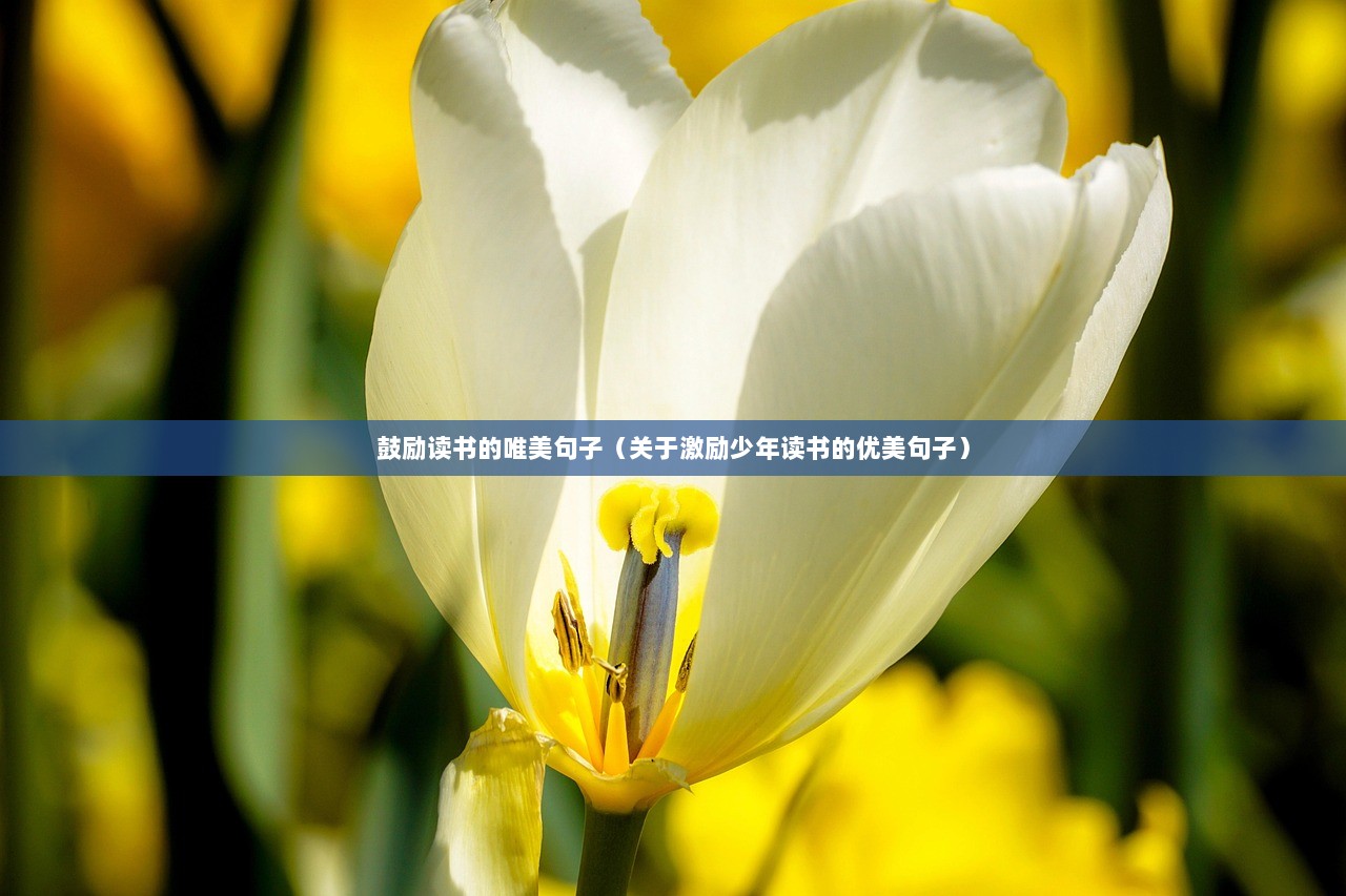 鼓励读书的唯美句子（关于激励少年读书的优美句子）