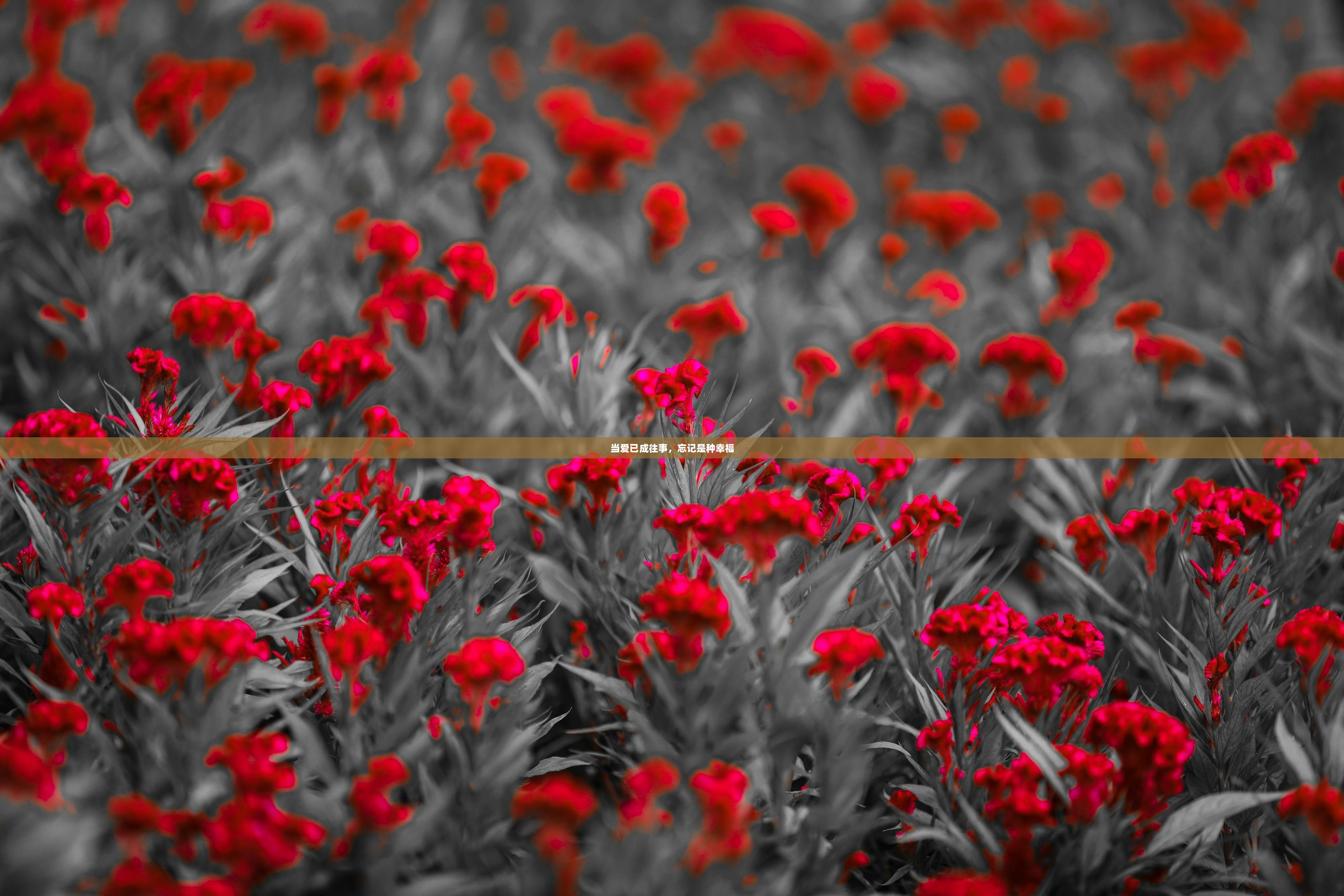 当爱已成往事，忘记是种幸福