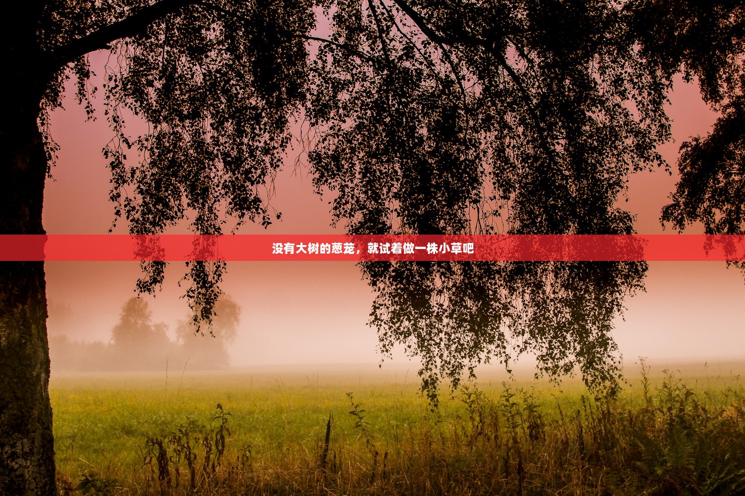 没有大树的葱茏，就试着做一株小草吧