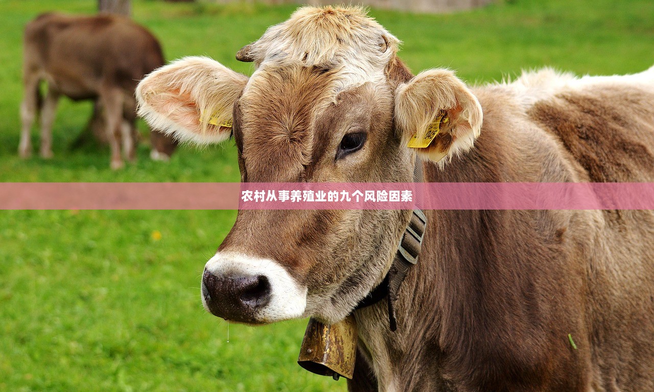 农村从事养殖业的九个风险因素  第1张
