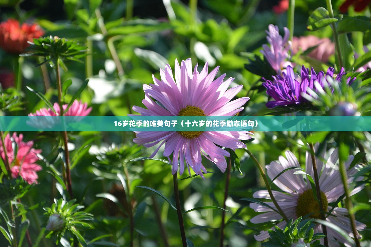 16岁花季的唯美句子（十六岁的花季励志语句）  第1张