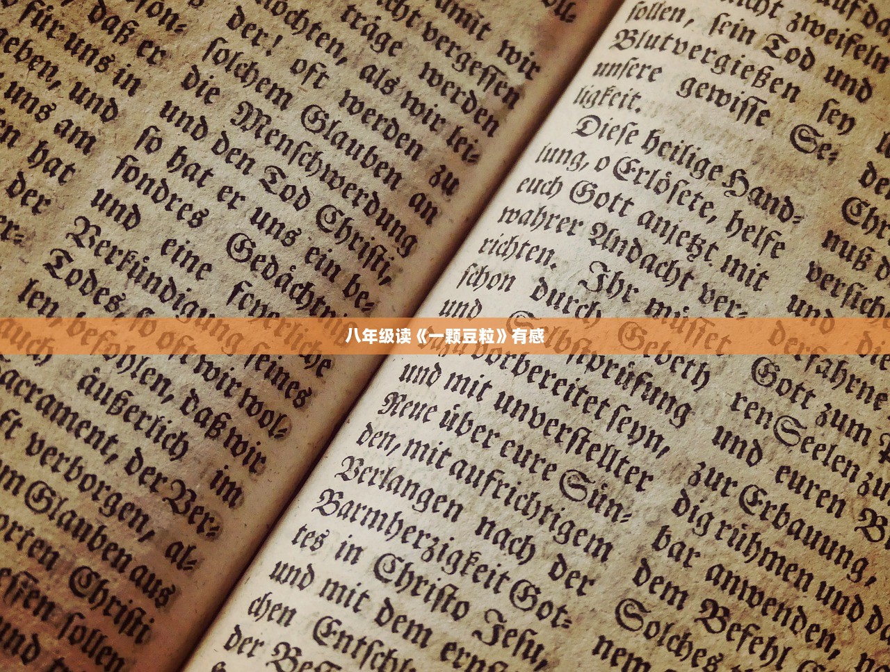八年级读《一颗豆粒》有感