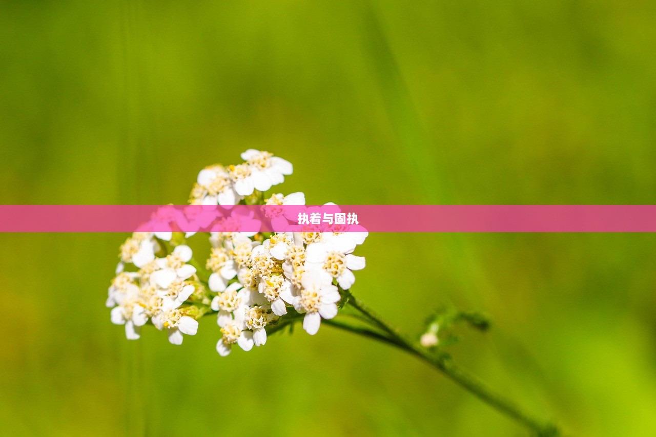 执着与固执
