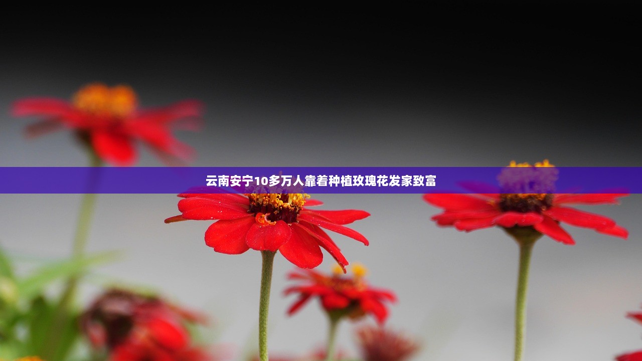 云南安宁10多万人靠着种植玫瑰花发家致富