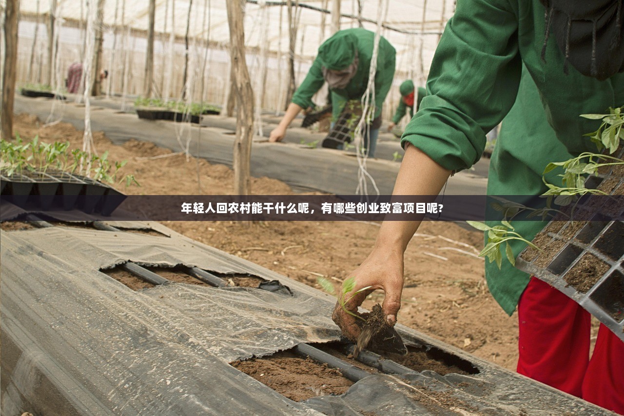 年轻人回农村能干什么呢，有哪些创业致富项目呢?