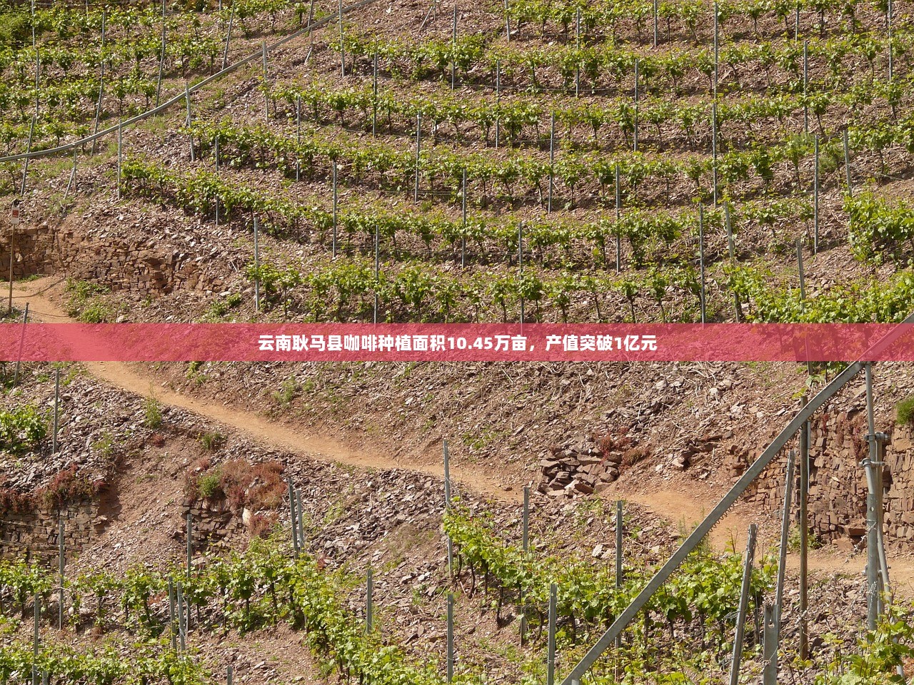 云南耿马县咖啡种植面积10.45万亩，产值突破1亿元  第1张