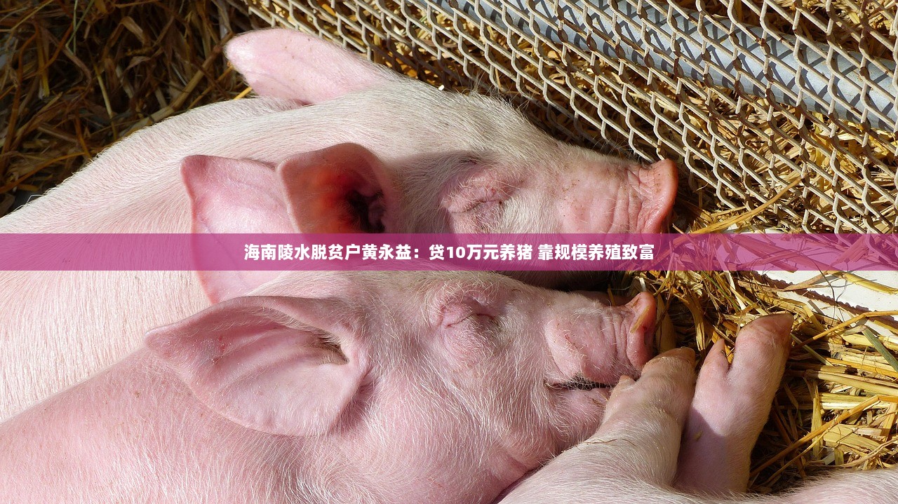 海南陵水脱贫户黄永益：贷10万元养猪 靠规模养殖致富