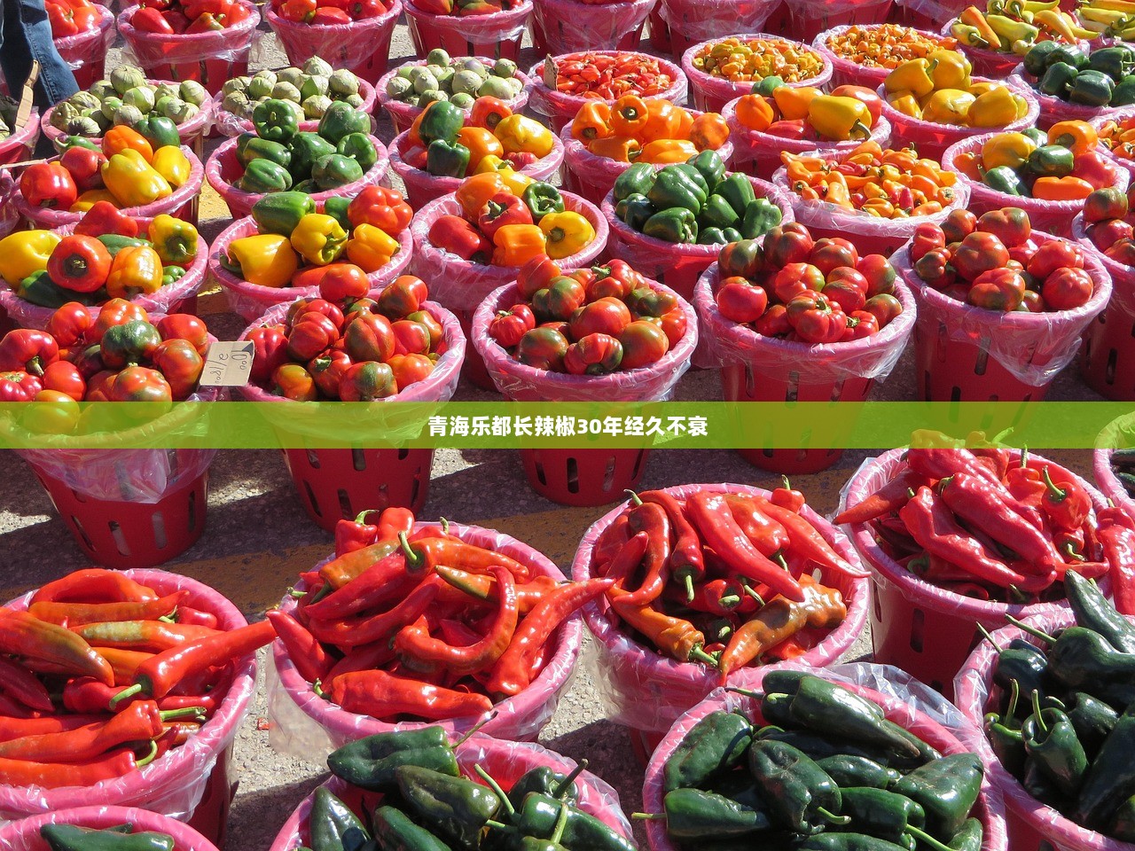 青海乐都长辣椒30年经久不衰