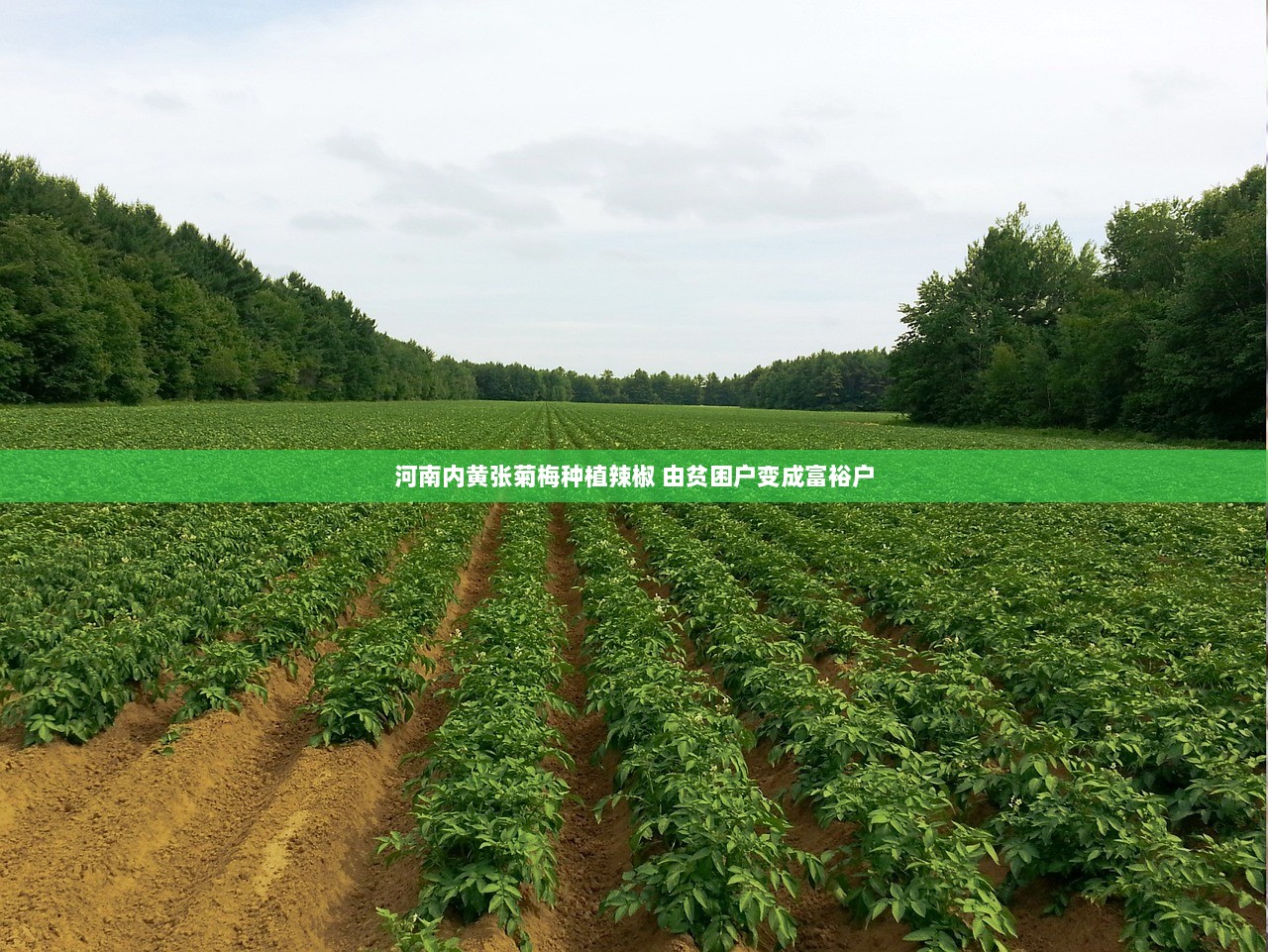 河南内黄张菊梅种植辣椒 由贫困户变成富裕户