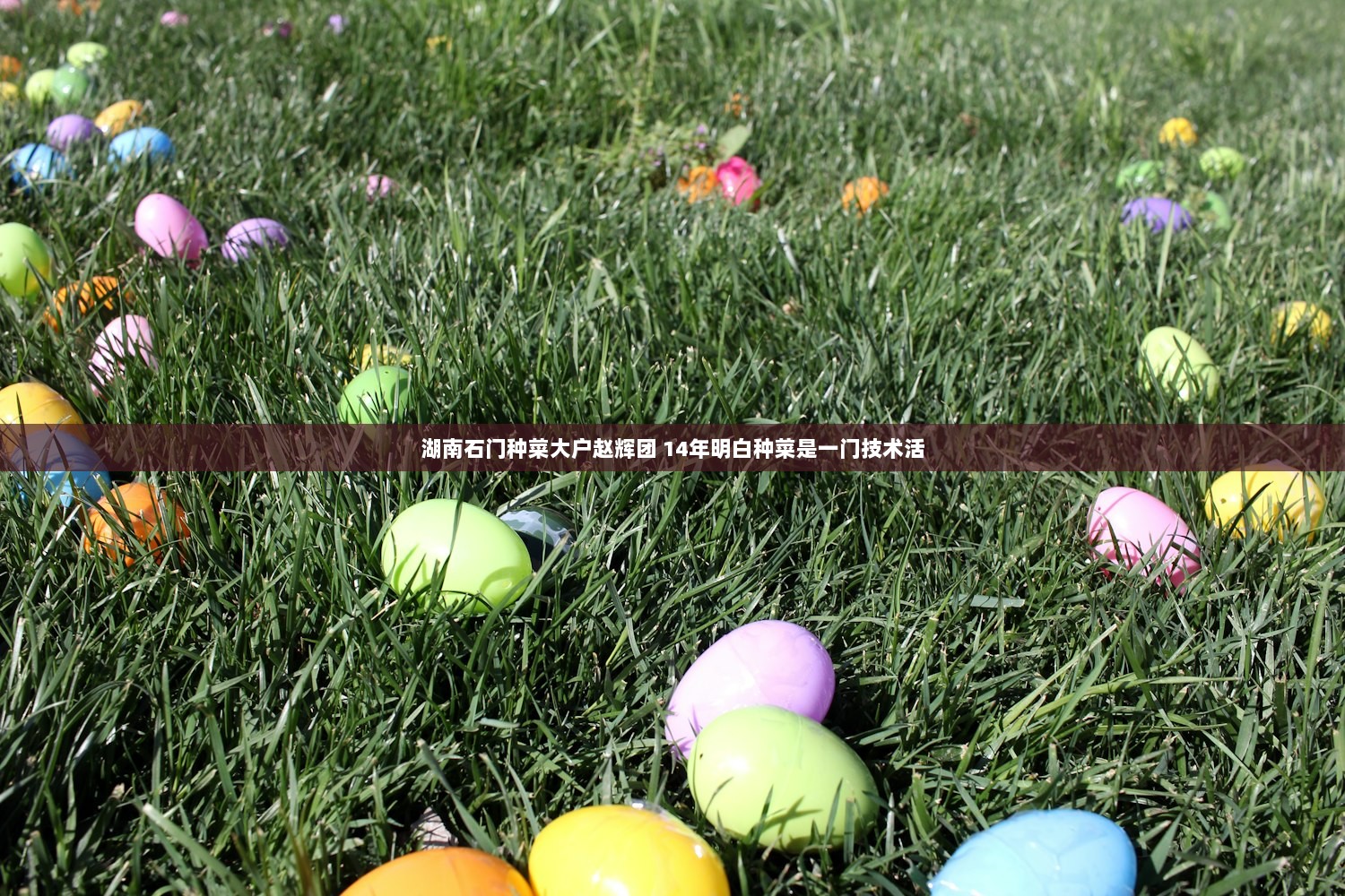 湖南石门种菜大户赵辉团 14年明白种菜是一门技术活