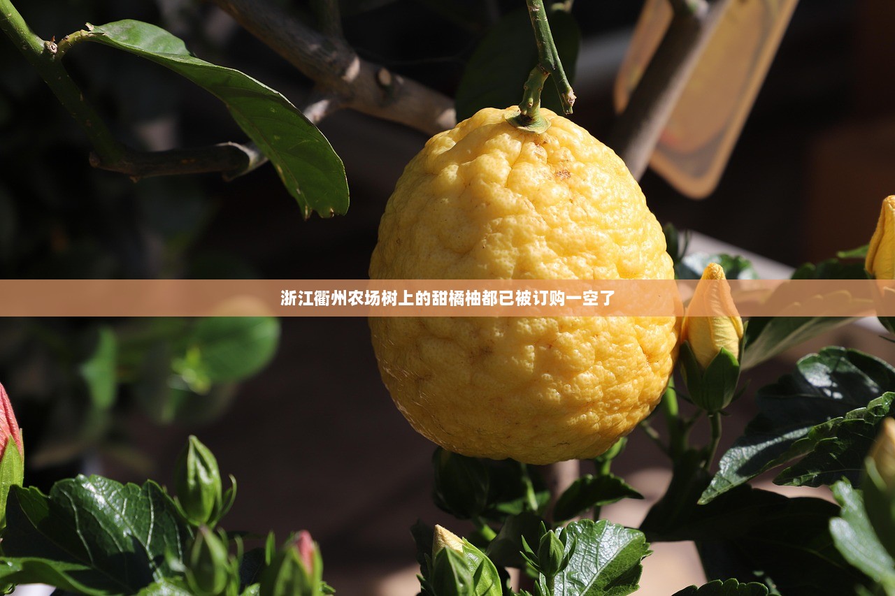 浙江衢州农场树上的甜橘柚都已被订购一空了