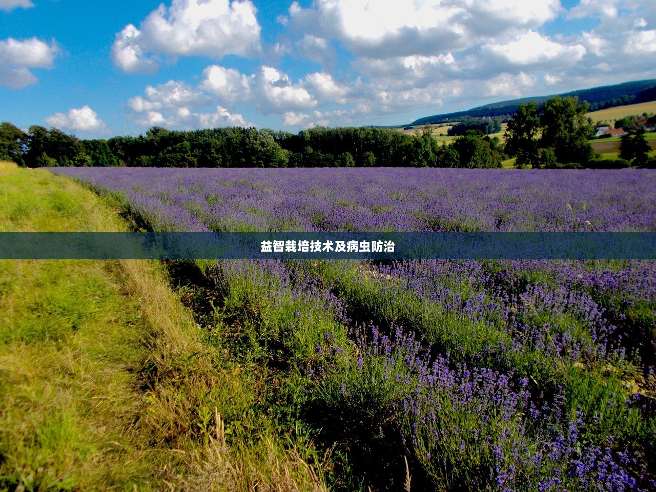 益智栽培技术及病虫防治