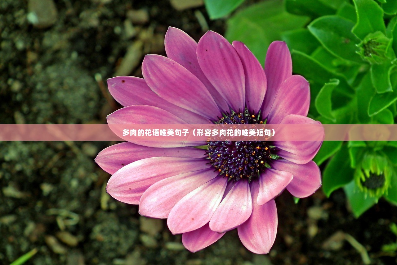 多肉的花语唯美句子（形容多肉花的唯美短句）