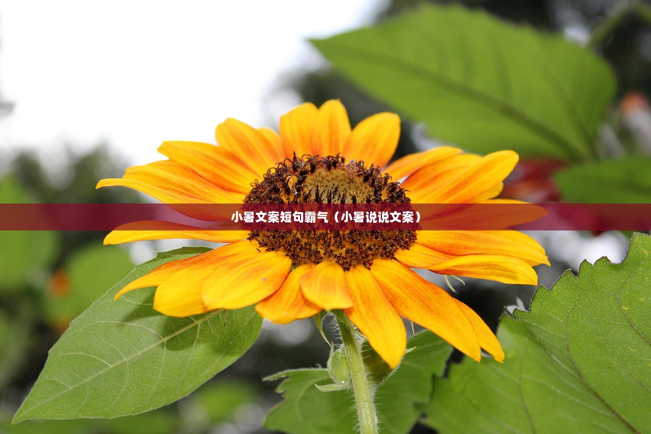 小暑文案短句霸气（小暑说说文案）