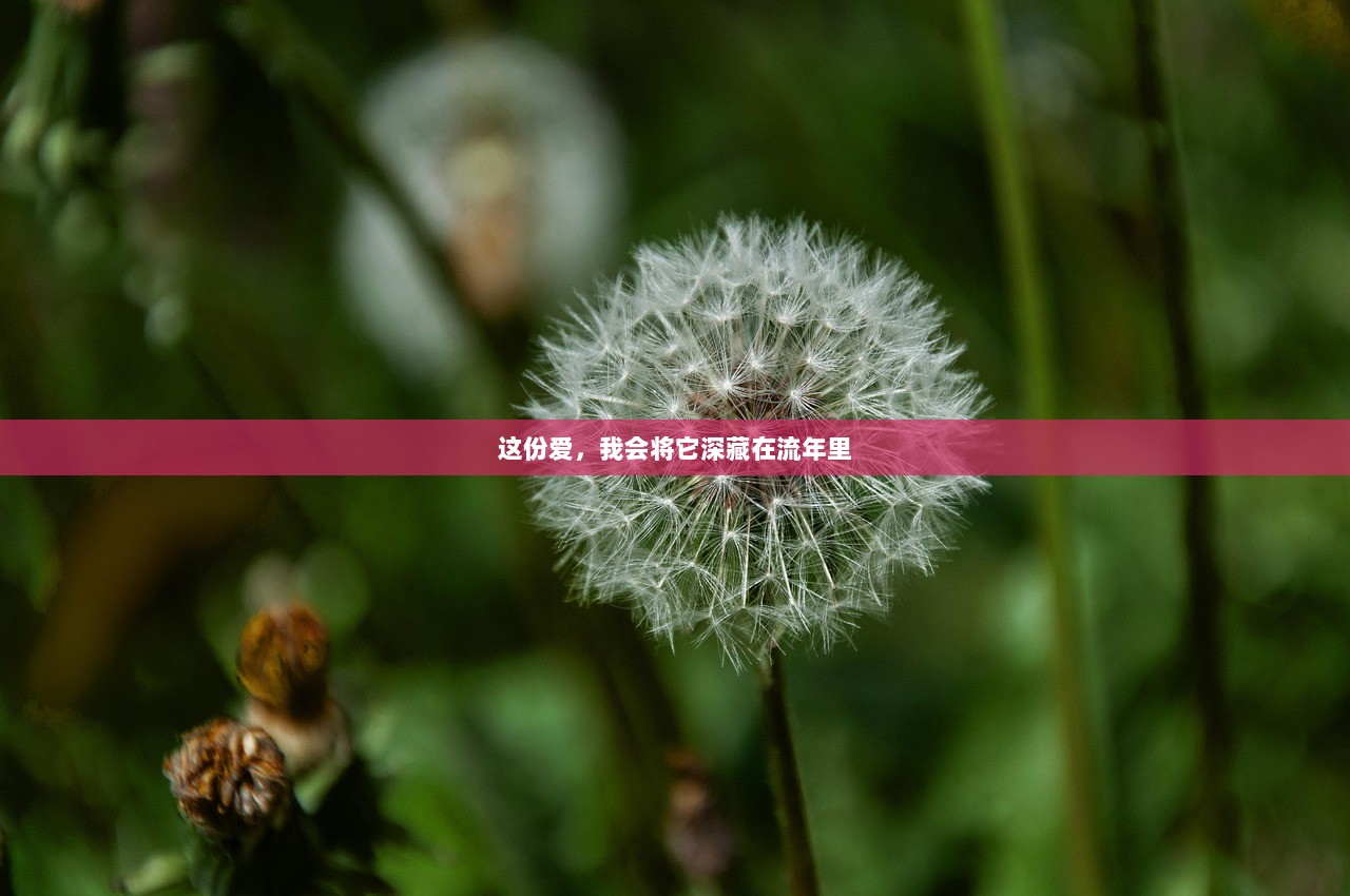 这份爱，我会将它深藏在流年里