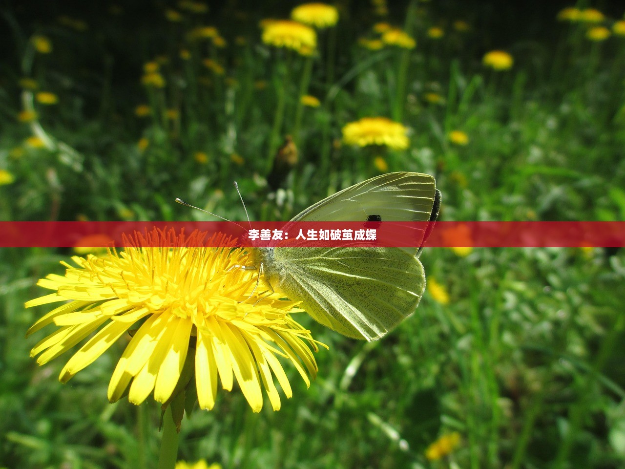 李善友：人生如破茧成蝶