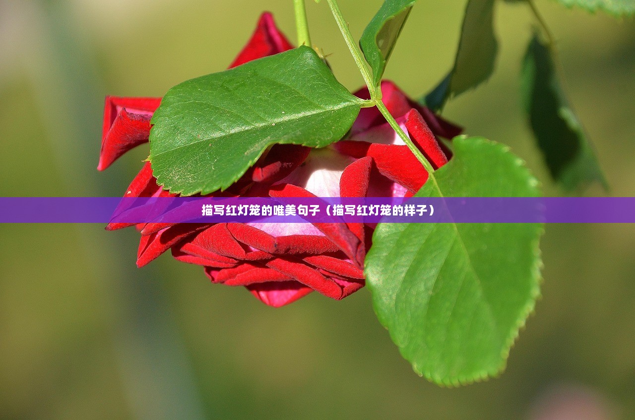描写红灯笼的唯美句子（描写红灯笼的样子）