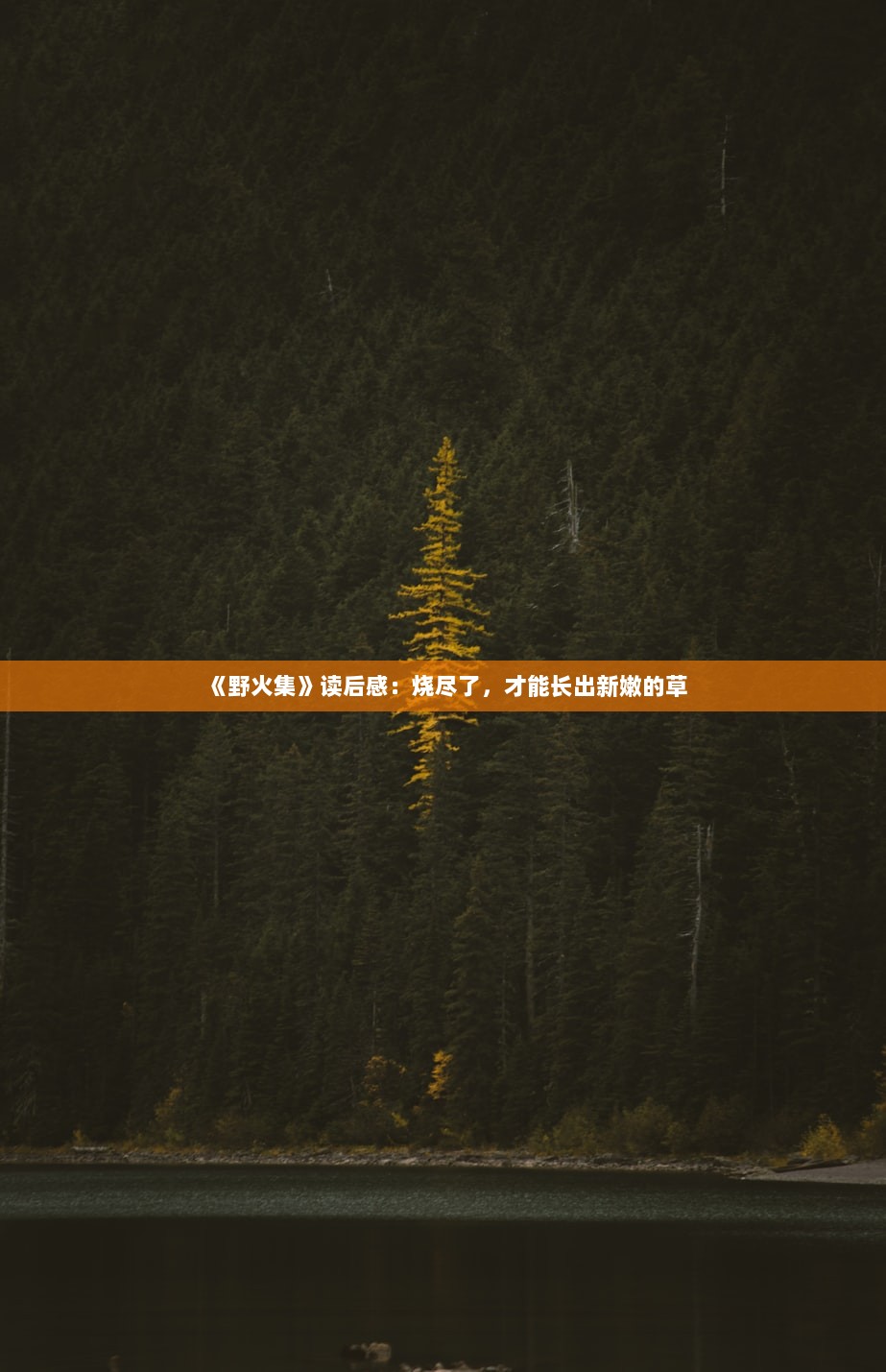《野火集》读后感：烧尽了，才能长出新嫩的草
