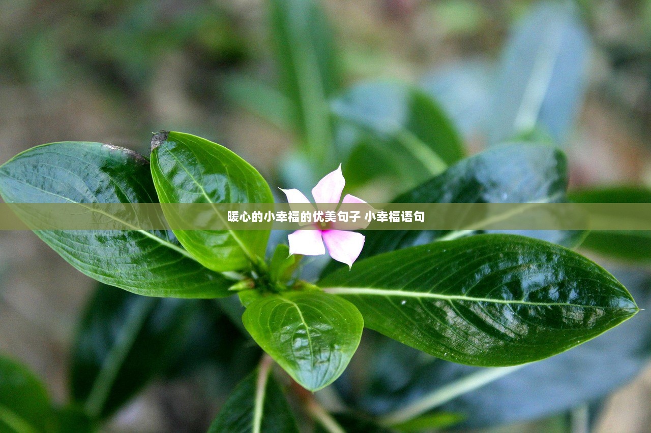 暖心的小幸福的优美句子 小幸福语句