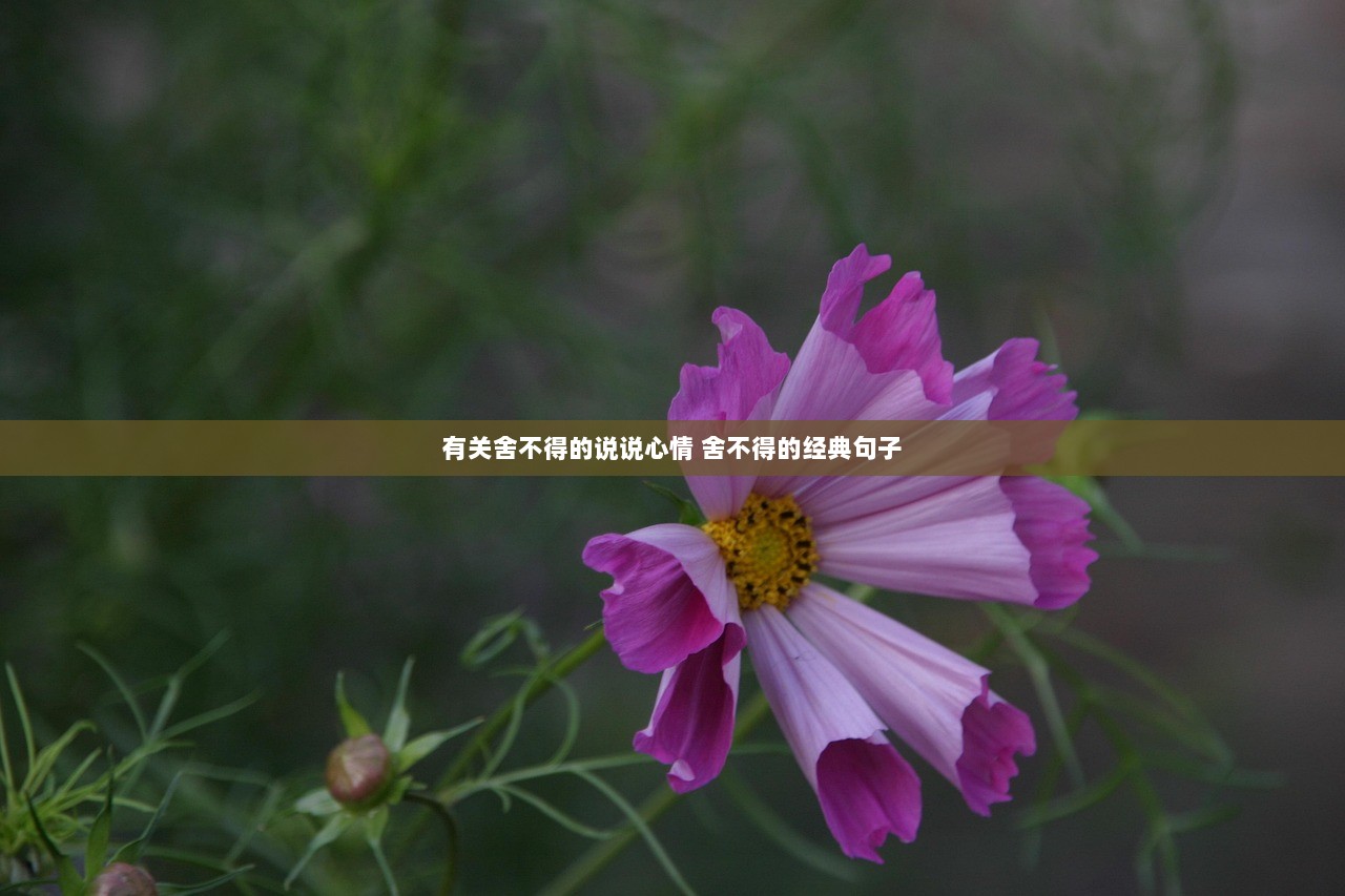 有关舍不得的说说心情 舍不得的经典句子