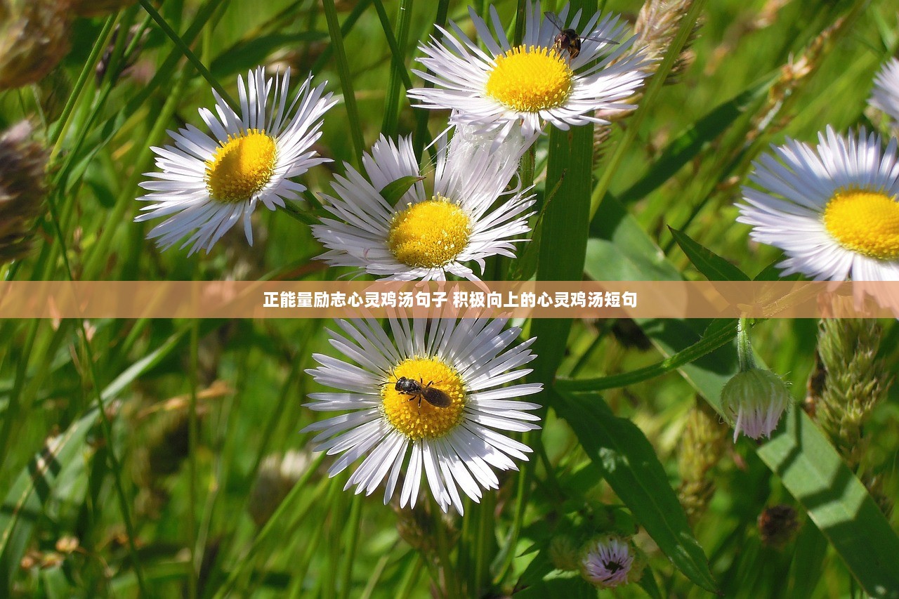 正能量励志心灵鸡汤句子 积极向上的心灵鸡汤短句  第1张