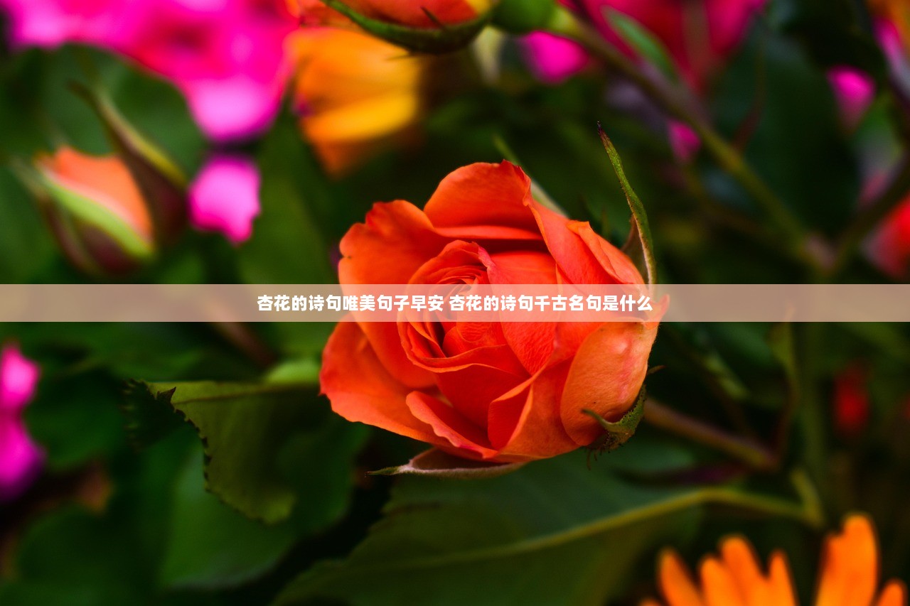 杏花的诗句唯美句子早安 杏花的诗句千古名句是什么  第1张