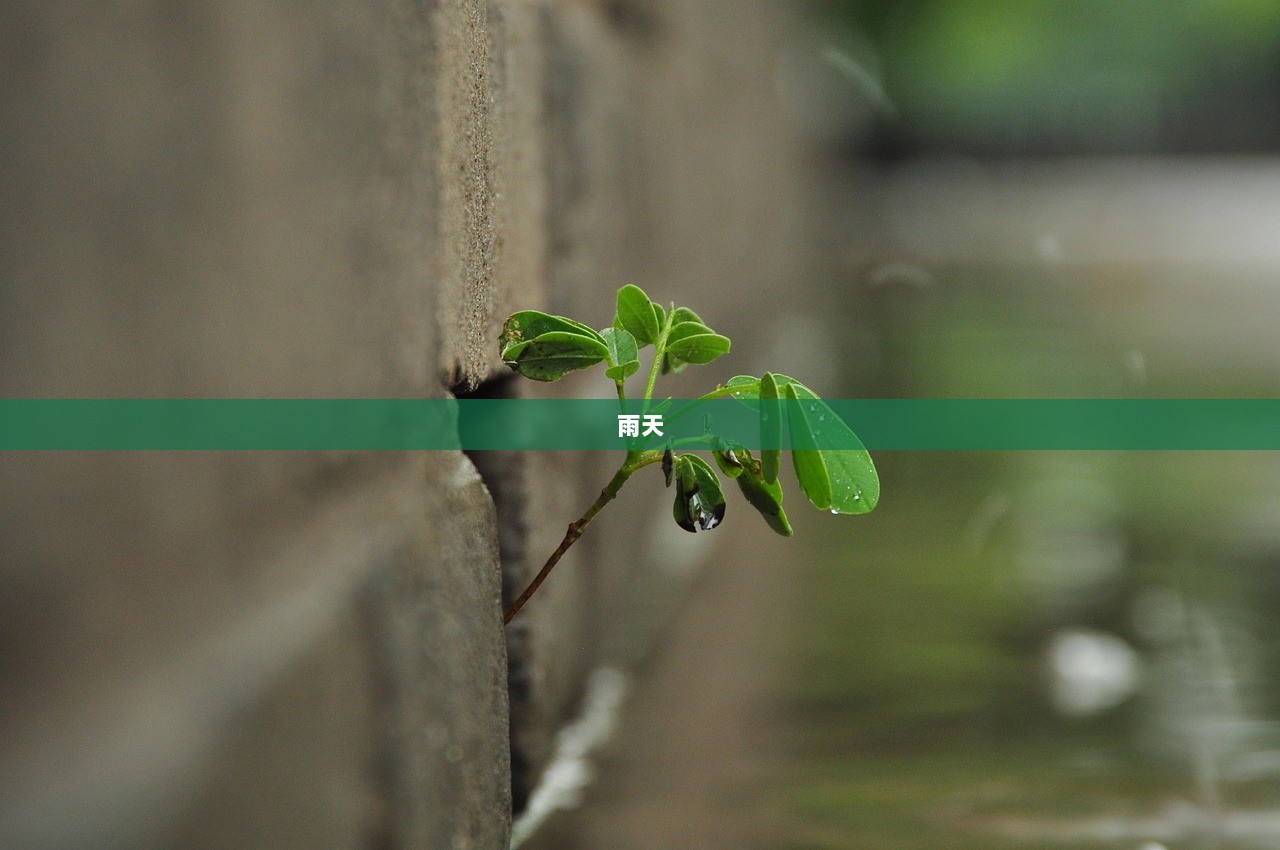 雨天  第1张