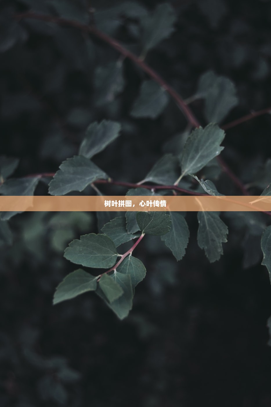 树叶拼图，心叶传情