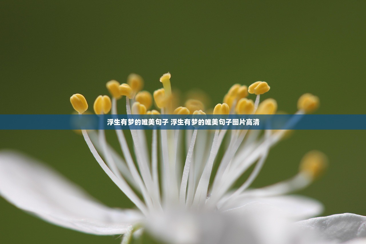 浮生有梦的唯美句子 浮生有梦的唯美句子图片高清