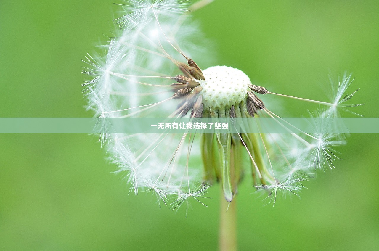 一无所有让我选择了坚强