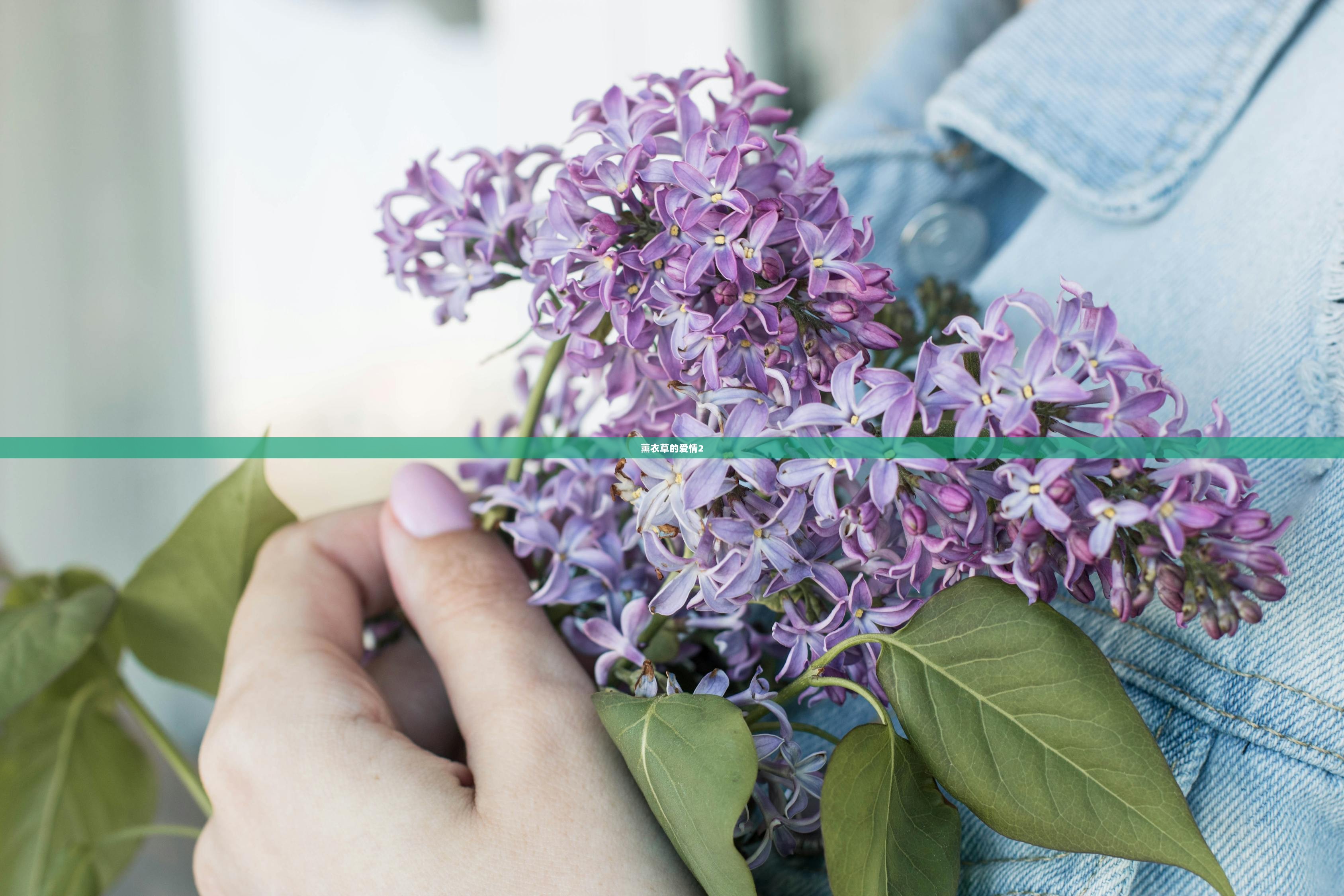 薰衣草的爱情2