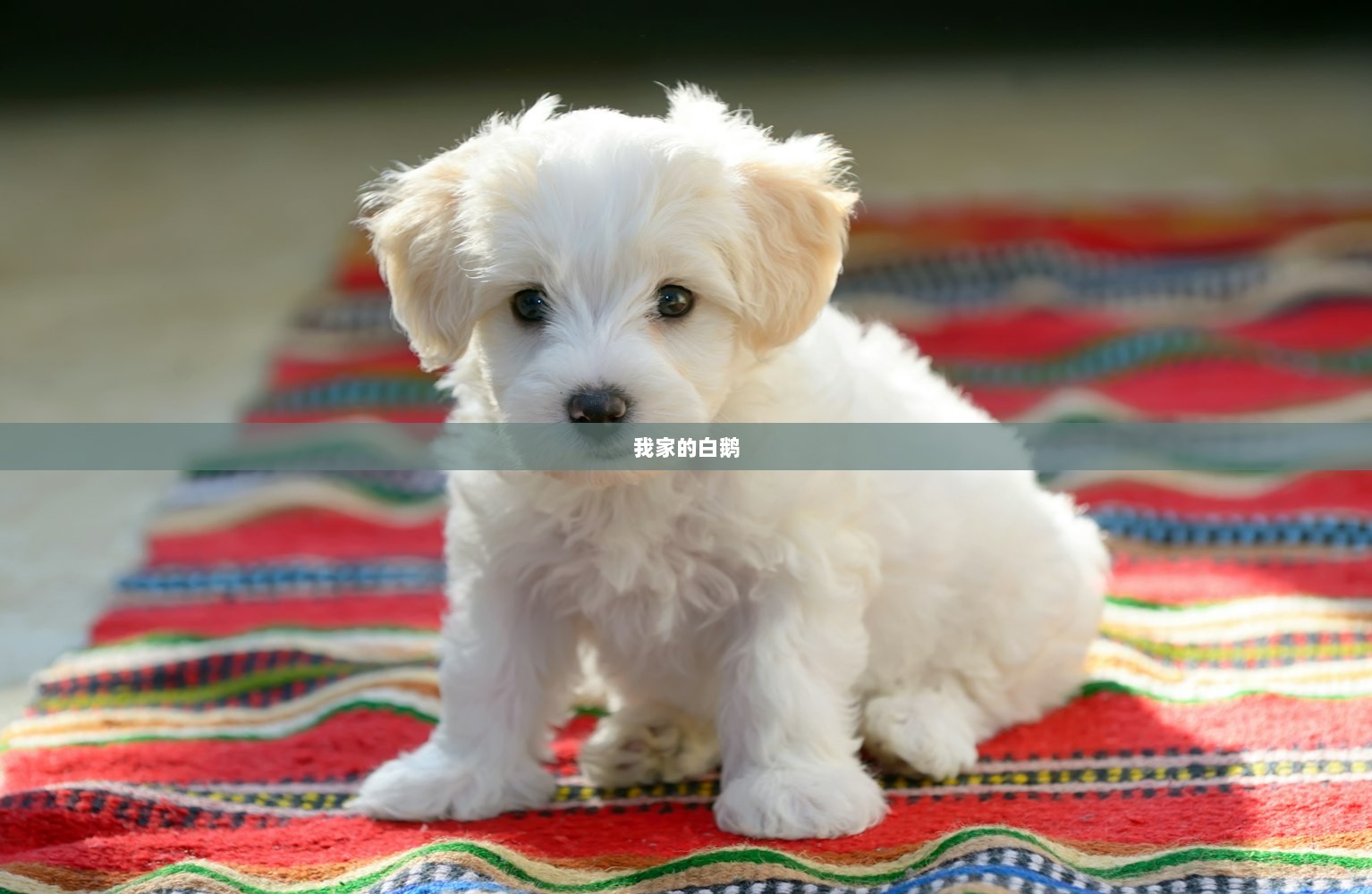 我家的白鹅  第1张