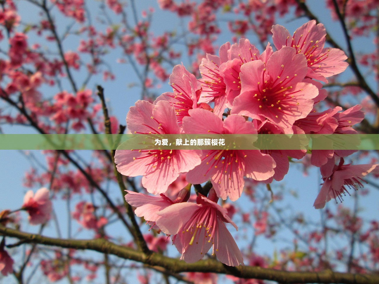 为爱，献上的那簇樱花