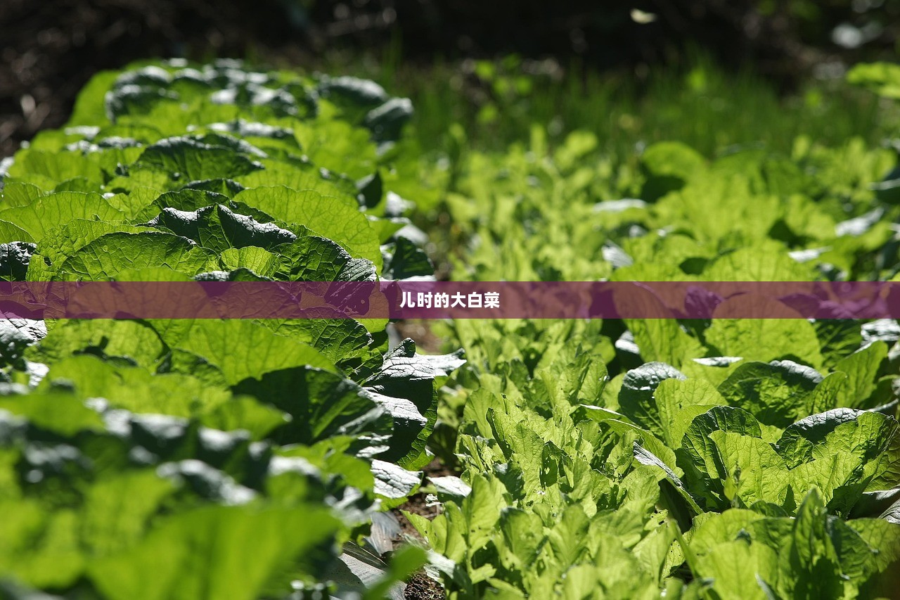 儿时的大白菜